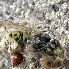 Vespula germanica (European wasp) at Dickson, ACT - 6 Aug 2023 by Hejor1