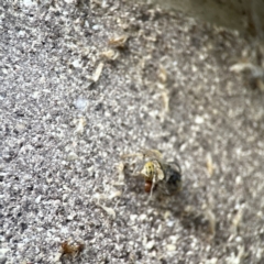 Vespula germanica at Dickson, ACT - 6 Aug 2023 04:28 PM