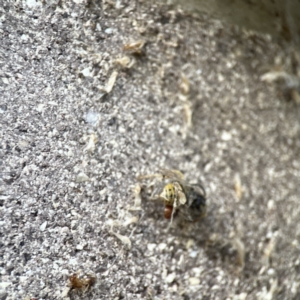 Vespula germanica at Dickson, ACT - 6 Aug 2023