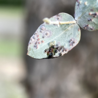 Eucalyptus insect gall - 1 Jan 1900 by Hejor1