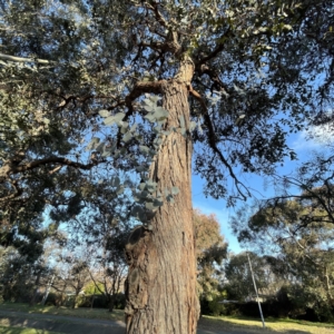 Eucalyptus cinerea subsp. cinerea at Dickson Wetland Corridor - 6 Aug 2023 04:11 PM