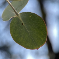 Eucalyptus cinerea subsp. cinerea at Dickson Wetland Corridor - 6 Aug 2023 04:11 PM