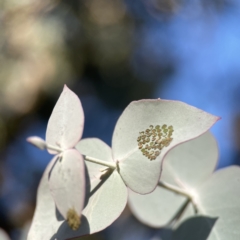 Eucalyptus cinerea subsp. cinerea at Dickson Wetland Corridor - 6 Aug 2023 04:11 PM