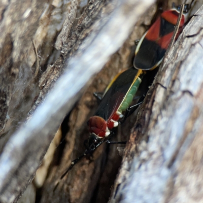 Dindymus versicolor (Harlequin Bug) at Dickson, ACT - 6 Aug 2023 by Hejor1