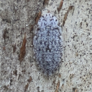 Ledromorpha planirostris at Dickson, ACT - 6 Aug 2023