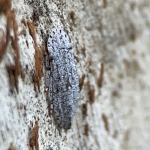 Ledromorpha planirostris at Dickson, ACT - 6 Aug 2023