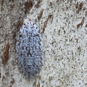 Ledromorpha planirostris at Dickson, ACT - 6 Aug 2023