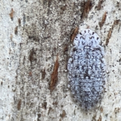 Ledromorpha planirostris at Dickson, ACT - 6 Aug 2023