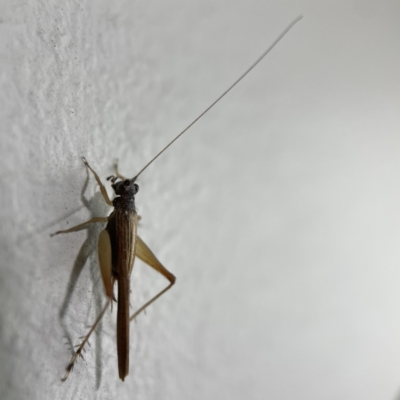Trigonidiinae sp. (subfamily) (Unidentified winged bush cricket) at City Renewal Authority Area - 5 Aug 2023 by Hejor1