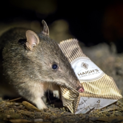 Perameles nasuta (Long-nosed Bandicoot) at Green Cape, NSW - 3 Aug 2023 by trevsci