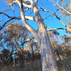 Eucalyptus rossii at Mount Majura - 6 Aug 2023 04:39 PM