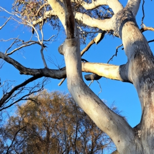 Eucalyptus rossii at Majura, ACT - 6 Aug 2023