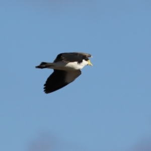 Vanellus miles at Jerrabomberra, ACT - 6 Aug 2023