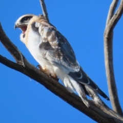 Elanus axillaris (Black-shouldered Kite) at Jerrabomberra, ACT - 6 Aug 2023 by RodDeb