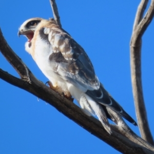 Elanus axillaris at Jerrabomberra, ACT - 6 Aug 2023