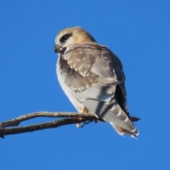 Elanus axillaris at Jerrabomberra, ACT - 6 Aug 2023