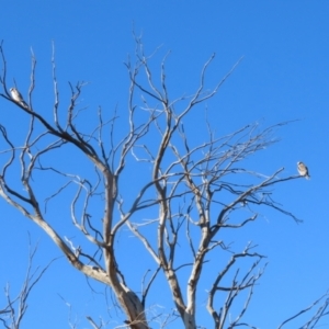 Elanus axillaris at Jerrabomberra, ACT - 6 Aug 2023