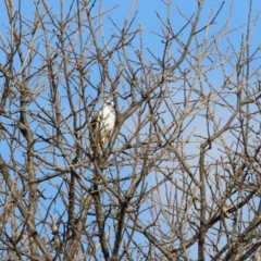 Elanus axillaris at Jerrabomberra, ACT - 6 Aug 2023