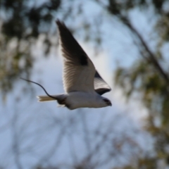 Elanus axillaris at Jerrabomberra, ACT - 6 Aug 2023