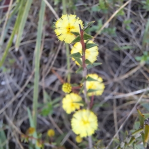 Acacia gunnii at Majura, ACT - 6 Aug 2023