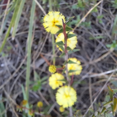 Acacia gunnii (Ploughshare Wattle) at Majura, ACT - 6 Aug 2023 by abread111