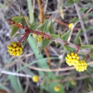 Acacia gunnii at Majura, ACT - 6 Aug 2023