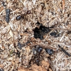 Papyrius sp. (genus) (A Coconut Ant) at Tuggeranong, ACT - 6 Aug 2023 by HelenCross