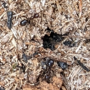 Papyrius sp. (genus) at Tuggeranong, ACT - suppressed