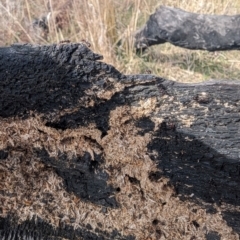 Papyrius sp. (genus) at Tuggeranong, ACT - suppressed