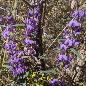 Hovea heterophylla at Tuggeranong, ACT - 6 Aug 2023 12:34 PM