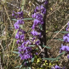 Hovea heterophylla at Tuggeranong, ACT - 6 Aug 2023 12:34 PM