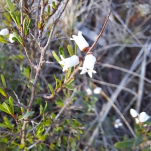 Cryptandra amara at Majura, ACT - 6 Aug 2023 04:28 PM