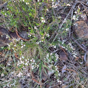 Cryptandra amara at Majura, ACT - 6 Aug 2023