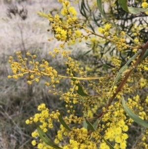 Acacia rubida at Lyons, ACT - 6 Aug 2023 01:04 PM