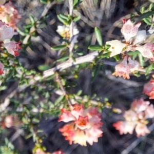 Cryptandra sp. Floriferous (W.R.Barker 4131) W.R.Barker at Majura, ACT - 6 Aug 2023