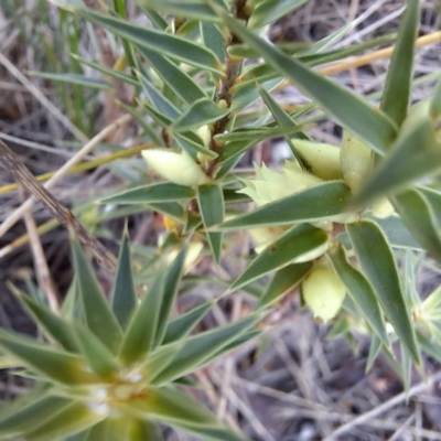 Melichrus urceolatus (Urn Heath) at Majura, ACT - 6 Aug 2023 by abread111