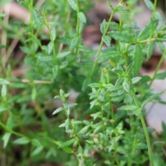 Gonocarpus tetragynus (Common Raspwort) at Chiltern, VIC - 6 Aug 2023 by KylieWaldon