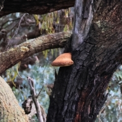 Laetiporus portentosus (White Punk) at Chiltern, VIC - 6 Aug 2023 by KylieWaldon