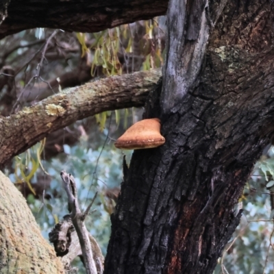 Laetiporus portentosus (White Punk) at Chiltern, VIC - 6 Aug 2023 by KylieWaldon