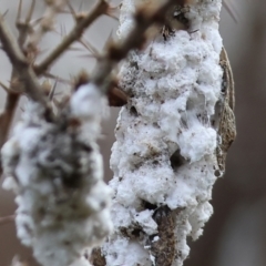 Unverified Scale insect or Mealybug (Hemiptera, Coccoidea) at Chiltern, VIC - 6 Aug 2023 by KylieWaldon
