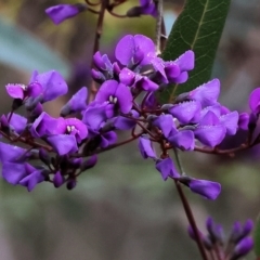 Hardenbergia violacea (False Sarsaparilla) at Chiltern, VIC - 6 Aug 2023 by KylieWaldon