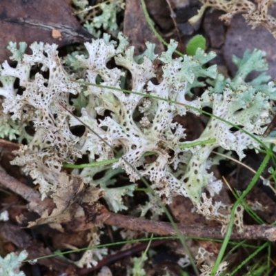 Unidentified Lichen at Chiltern, VIC - 6 Aug 2023 by KylieWaldon