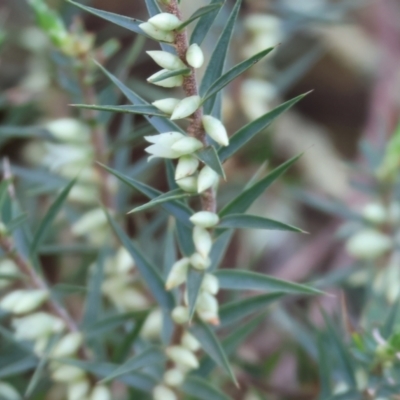 Melichrus urceolatus (Urn Heath) at Chiltern, VIC - 6 Aug 2023 by KylieWaldon