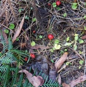 Hygrocybe sp. ‘red’ at Palerang, NSW - 17 May 2023