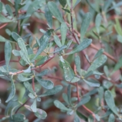 Hibbertia obtusifolia (Grey Guinea-flower) at Chiltern, VIC - 6 Aug 2023 by KylieWaldon