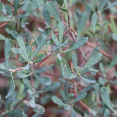 Hibbertia obtusifolia (Grey Guinea-flower) at Chiltern, VIC - 6 Aug 2023 by KylieWaldon