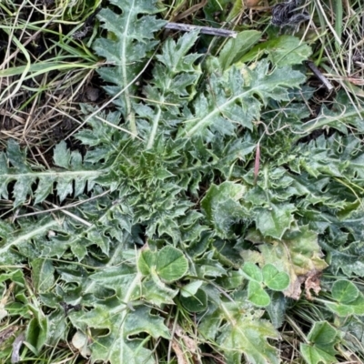 Carthamus lanatus (Saffron Thistle) at Belconnen, ACT - 6 Aug 2023 by KMcCue