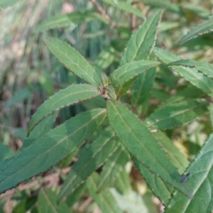 Prostanthera lasianthos at Palerang, NSW - 17 May 2023