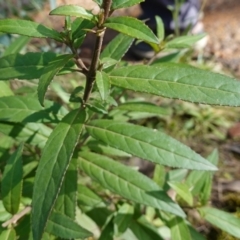 Prostanthera lasianthos at Palerang, NSW - 17 May 2023 11:49 AM