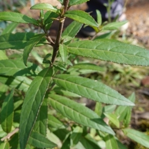 Prostanthera lasianthos at Palerang, NSW - 17 May 2023 11:49 AM